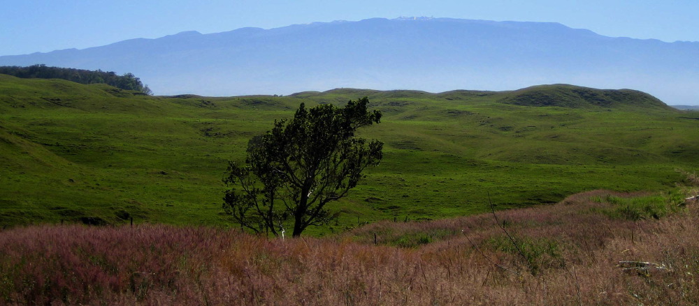 the grass lands lead#2337e.jpg