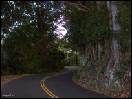 Old Mamalahoa Hwy starting to look tropical.jpg