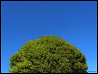 Feeling blue with green envy?.jpg